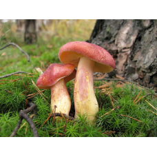Мицелий Рядовки желто-красной / Опенок красный (Tricholomopsis rutilans) Мицелий Рядовки желто-красной / Опенок красный (Tricholomopsis rutilans)
